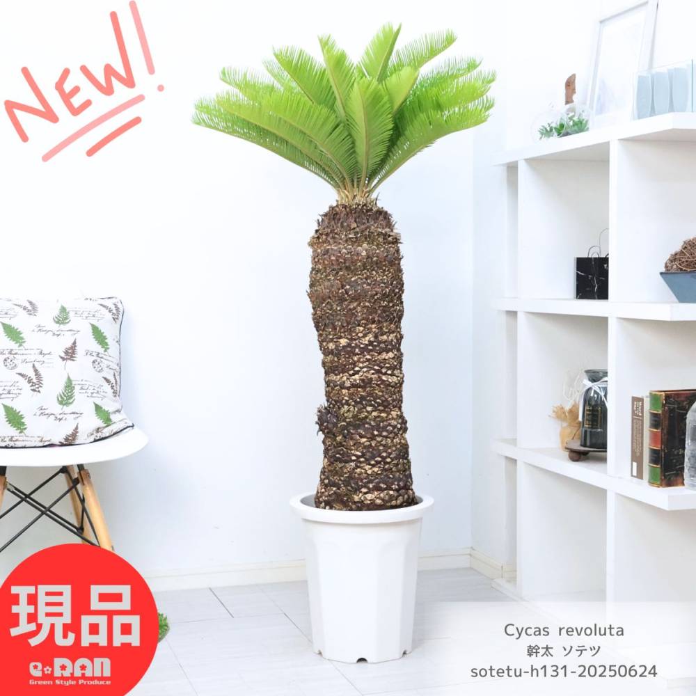 տʪ  緿  ƥ 10ȭ ⤵131cm   (ŴƤ)  ǥ˥ ﵯʪ  ڸȯ