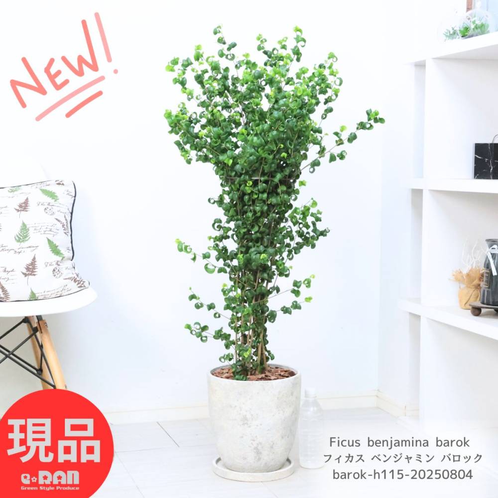 ���տ�ʪ �ե����� �٥󥸥�ߥ� �Х��å�  8�極���� �⤵��115cm ���å������ȥݥå� ���ե� ���ˤ� ���� �ڸ���ȯ����