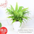 ڸȯ۴տʪ  ץ˥ ƥ ӥȥꥢ  (ȥꥢ)  ⤵55cm 8ȭ 