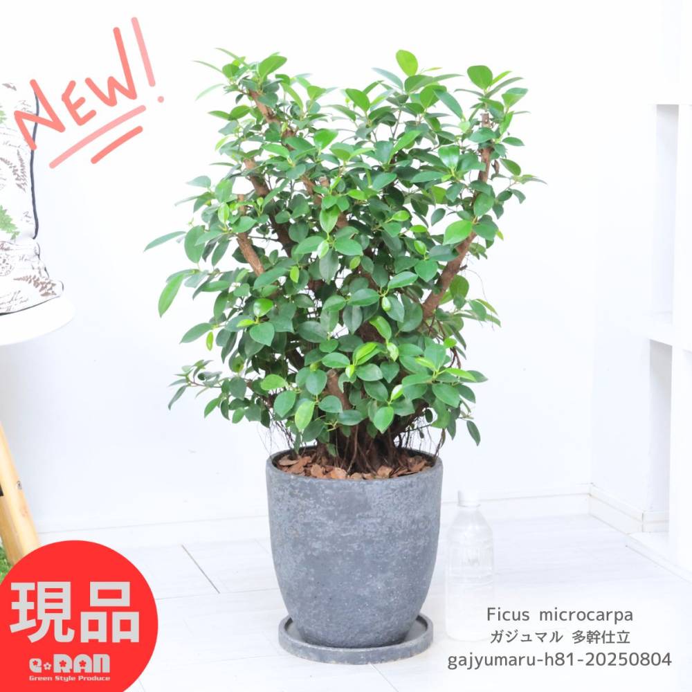 ���տ�ʪ ������ޥ� ¿����Ω �⤵��81cm ���å������ȥݥå� 8�極���� ������ޤ� ������ޥ���� �ե����� �ڸ���ȯ����