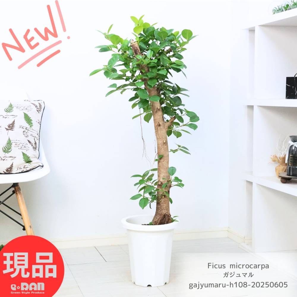 տʪ  ޥ 8ȭ ⤵108cm  ѻΩ դ դ Ficus microcarpaڸȯ