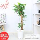 տʪ  ޥ 8ȭ ⤵108cm  ѻΩ դ դ Ficus microcarpaڸȯ