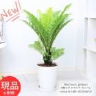 տʪ  ޥꥢ åХ ⤵85cm 8ȭ  夬 ֥쥯ʥࡦåХ ڸȯ