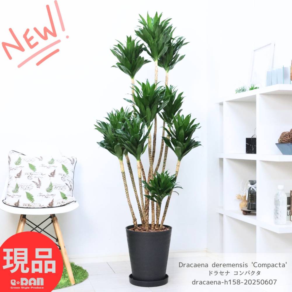 ڸȯ۴տʪ 緿 ɥ饻 ѥ 10ȭ ⤵158cm ƥꥢ Ƥ䤹 