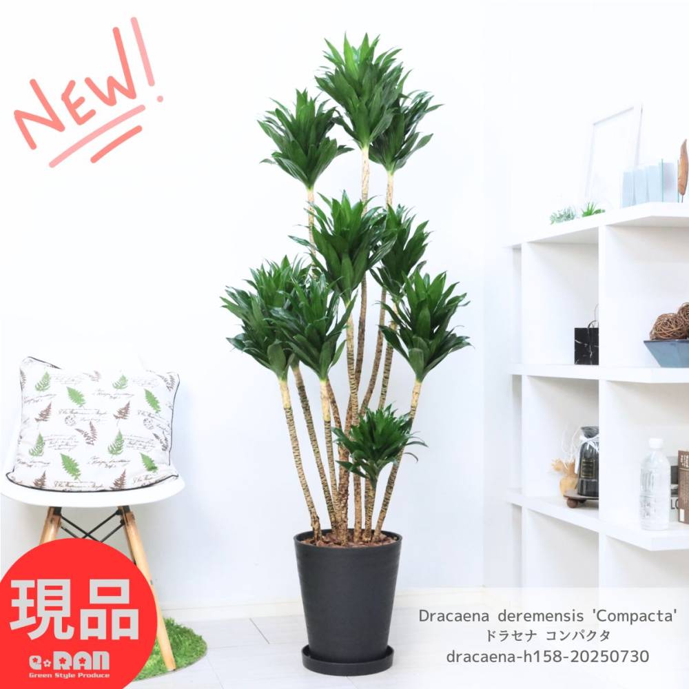 տʪ 緿 ɥ饻 ѥ 10ȭ ⤵158cm ƥꥢ Ƥ䤹  դڸȯ