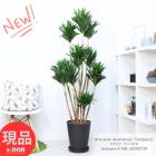 տʪ 緿 ɥ饻 ѥ 10ȭ ⤵158cm ƥꥢ Ƥ䤹  դڸȯ