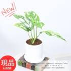 տʪ  ޥɥ ߥ ⤵33cm ƫȭ 4極  󥹥ƥ 󥽥ˡ ߥ 쥢  ڸȯ