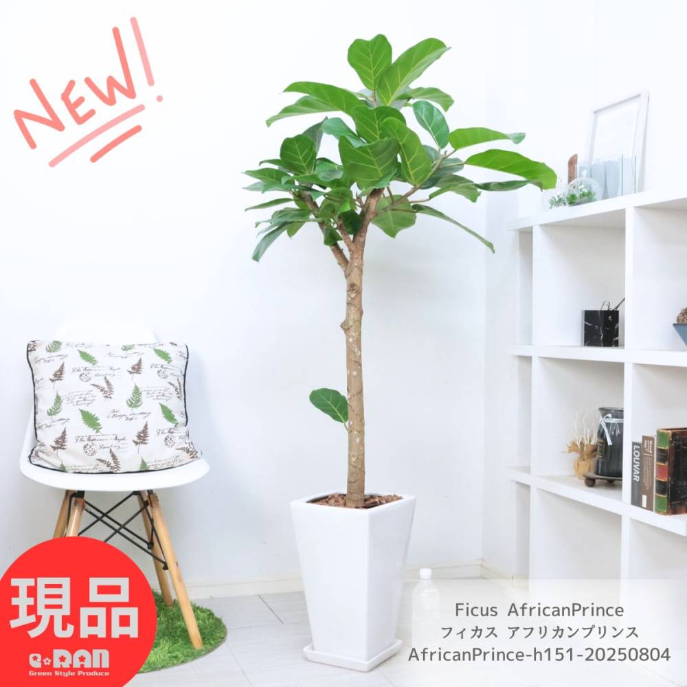 ���տ�ʪ ������� �ե����� ���եꥫ��ץ�� �⤵151cm ƫ��ȭ �� 9�極���� ����������ɼ���  �ڸ���ȯ����