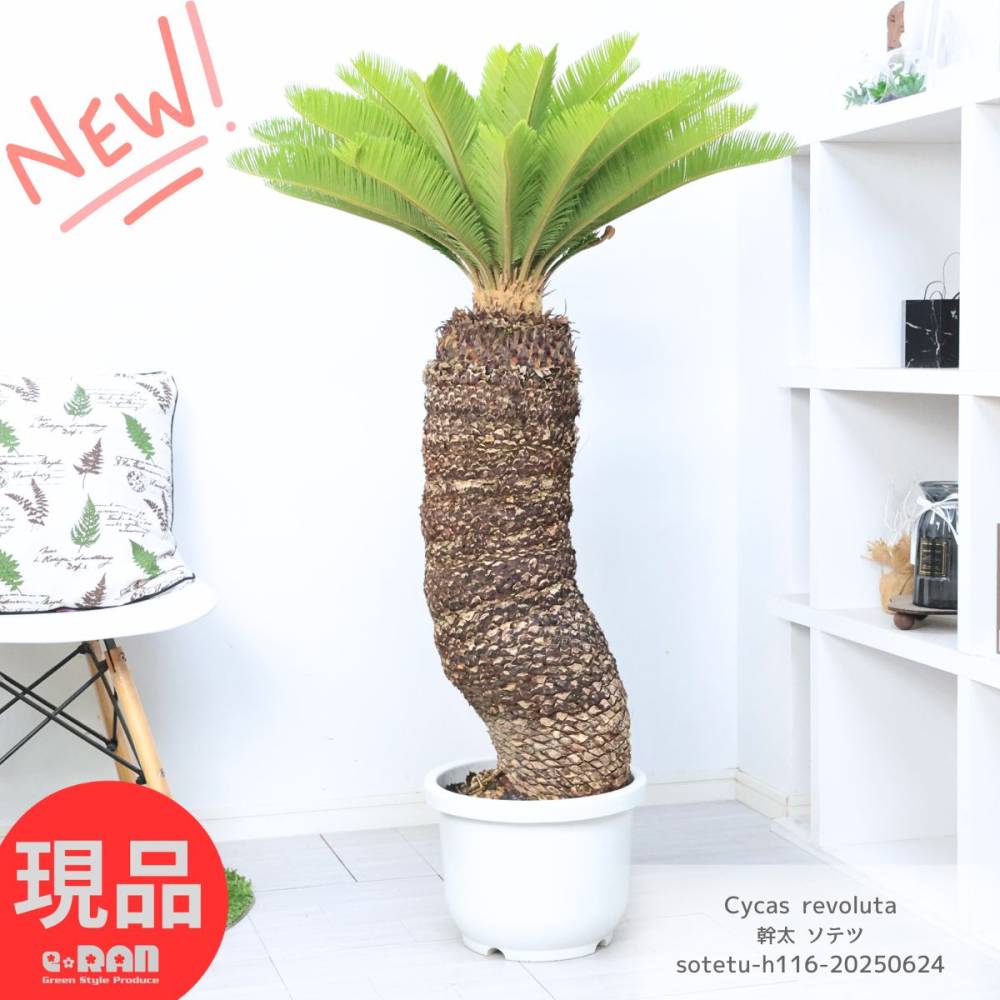 տʪ  緿  ƥ 10ȭ ⤵116cm   (ŴƤ)  ǥ˥ ﵯʪ ࡼ  ڸȯ