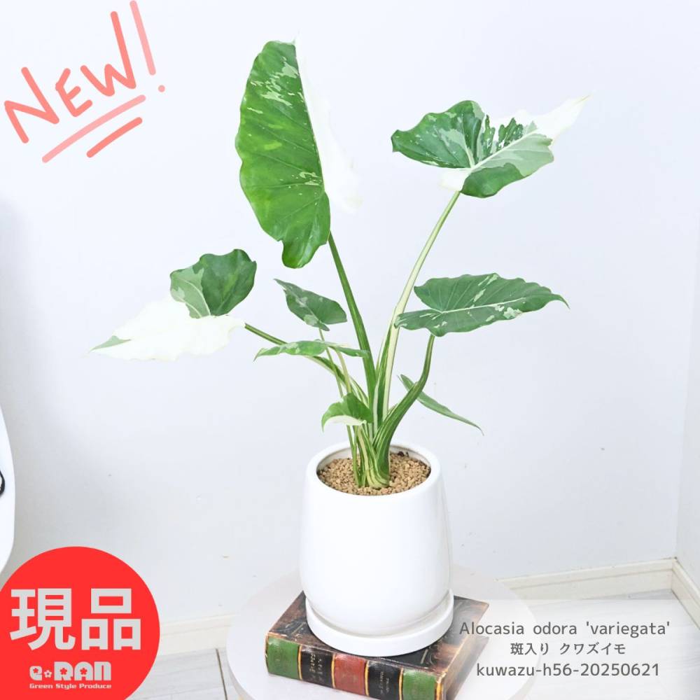 տʪ  梁 ⤵56cm åۥ磻ƫȭ 5極 ҳդ Хꥨ ϡեࡼ ڸȯ