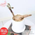 տʪ ե󥵥 ߥӥꥹ ⤵27cm ƫȭ 4極 դ ޥץ쥼   ڸȯ