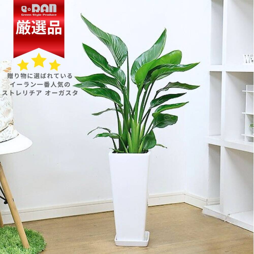 �͵��Υ��ȥ����� ����������  7�極����  �⤵��100cm���� ������������ƫ��ȭ �� �����˳�Ļ�� ��� �ڿ��̸��������