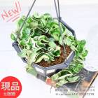 ���տ�ʪ ������ �ۥ� ����Ρ��� ����ѥ��� �Хꥨ������ 5���ߤ�ȭ �⤵��19cm���� Hoya carnosa compacta 'Variegata�ڸ���ȯ����