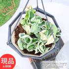 տʪ 2  ۥ Ρ ѥ Хꥨ 5ߤȭ ⤵20cmڸȯ