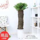 観葉植物 大型 特殊 ソテツ(分岐増殖) 10号鉢 高さ約126cm 管理説明書 受皿付き 肥料小袋プレゼント 蘇鉄 そてつ 【現品発送】