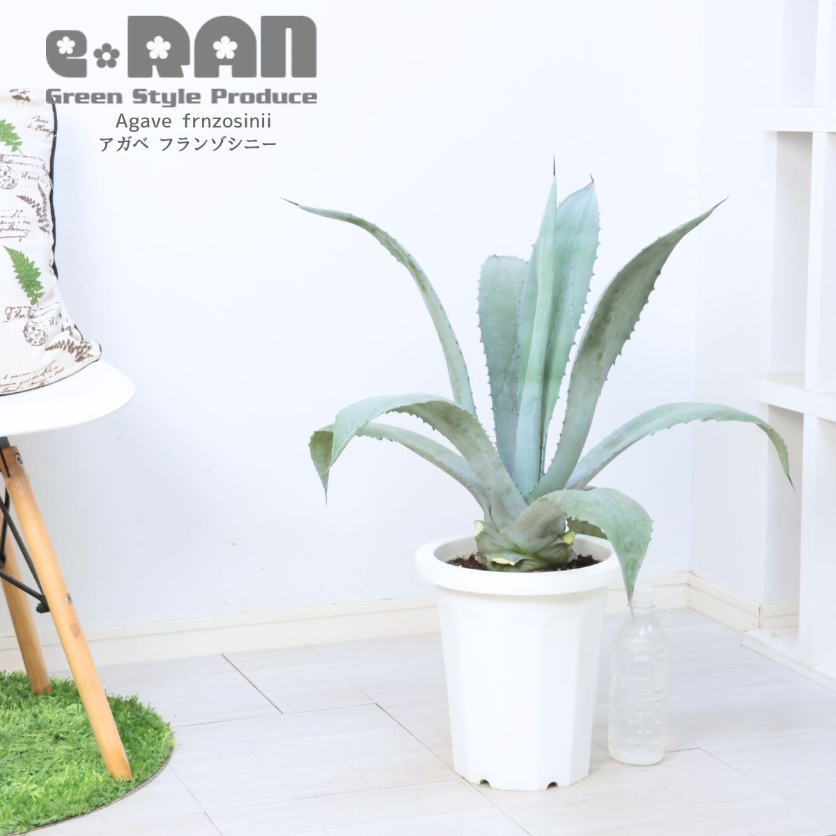 アガベ　フランゾシニー　大株カキコ60センチ❗　う 大型 多肉植物 アガベ フランゾシニー 8号鉢 高さ約70cm Agave