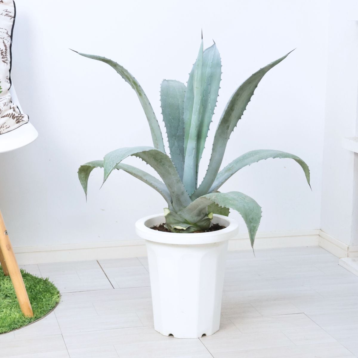 大型 多肉植物 アガベ フランゾシニー 8号鉢 高さ約70cm Agave