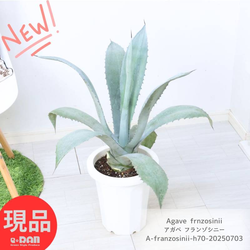 大型 多肉植物 アガベ フランゾシニー 8号鉢 高さ約70cm Agave 