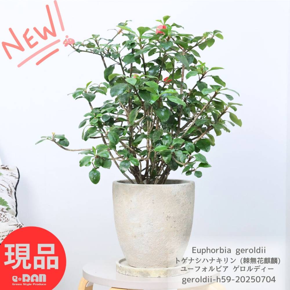 多肉植物 大株トゲナシハナキリン (ユーフォルビア ゲロルディ) 7号