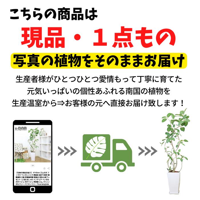 ハナキリン大株 古い (株)東京オーキット・ナーセリー - 農場だより
