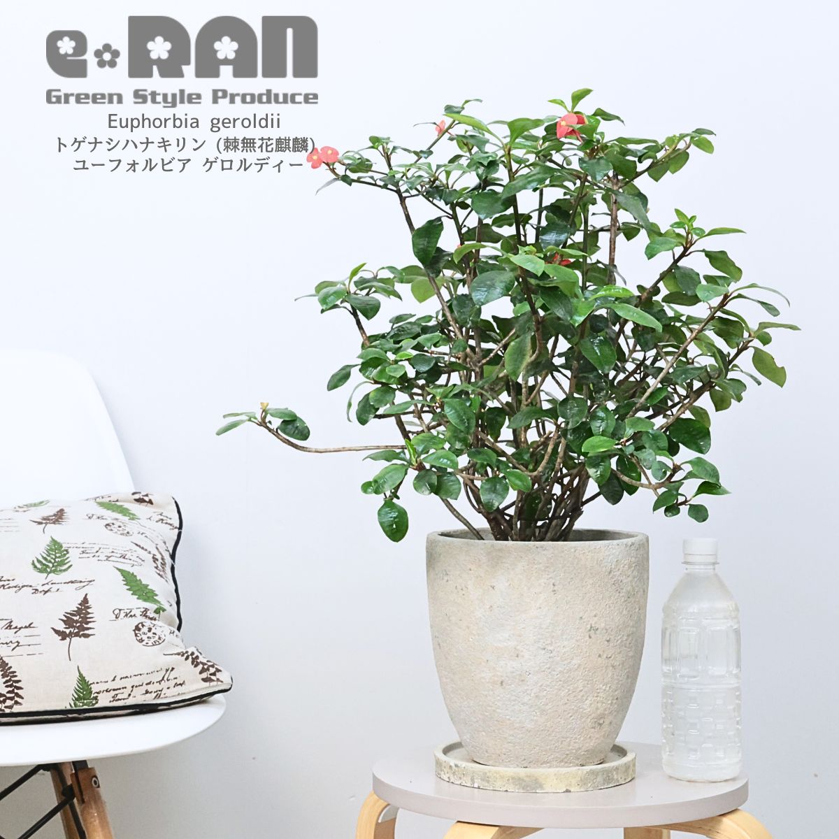 多肉植物 大株トゲナシハナキリン (ユーフォルビア ゲロルディ