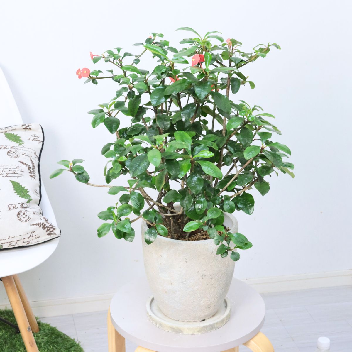 多肉植物 大株トゲナシハナキリン (ユーフォルビア ゲロルディ) 7号