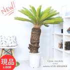 տʪ  緿  ƥ 10ȭ ⤵135cm   (ŴƤ)  ǥ˥ ﵯʪ ࡼ ǰ ڸȯ