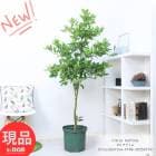 ̼ 緿 μդ ҥ饤 10ȭ 168cm ʪ ȭ տʪ ǥ DIY ǥ˥ 饤 ߥ ڸȯ