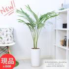 տʪ 䥷 楹䥷 󥰥ѡ ƫȭ  ⤵118cm դ 8極 Archontophoenix alexandrae ڸȯ
