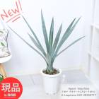 ¿ʪ 緿  ƥ顼(֥롼) 8ȭ ⤵92cm տʪ ɥ饤ǥ ֥롼 ڸȯ