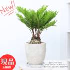 観葉植物 ソテツ ザミア フロリダーナ ダブルヘッド 高さ約53cm 7号サイズ エッグセメントポット 希少種 フロリダ 【現品発送】