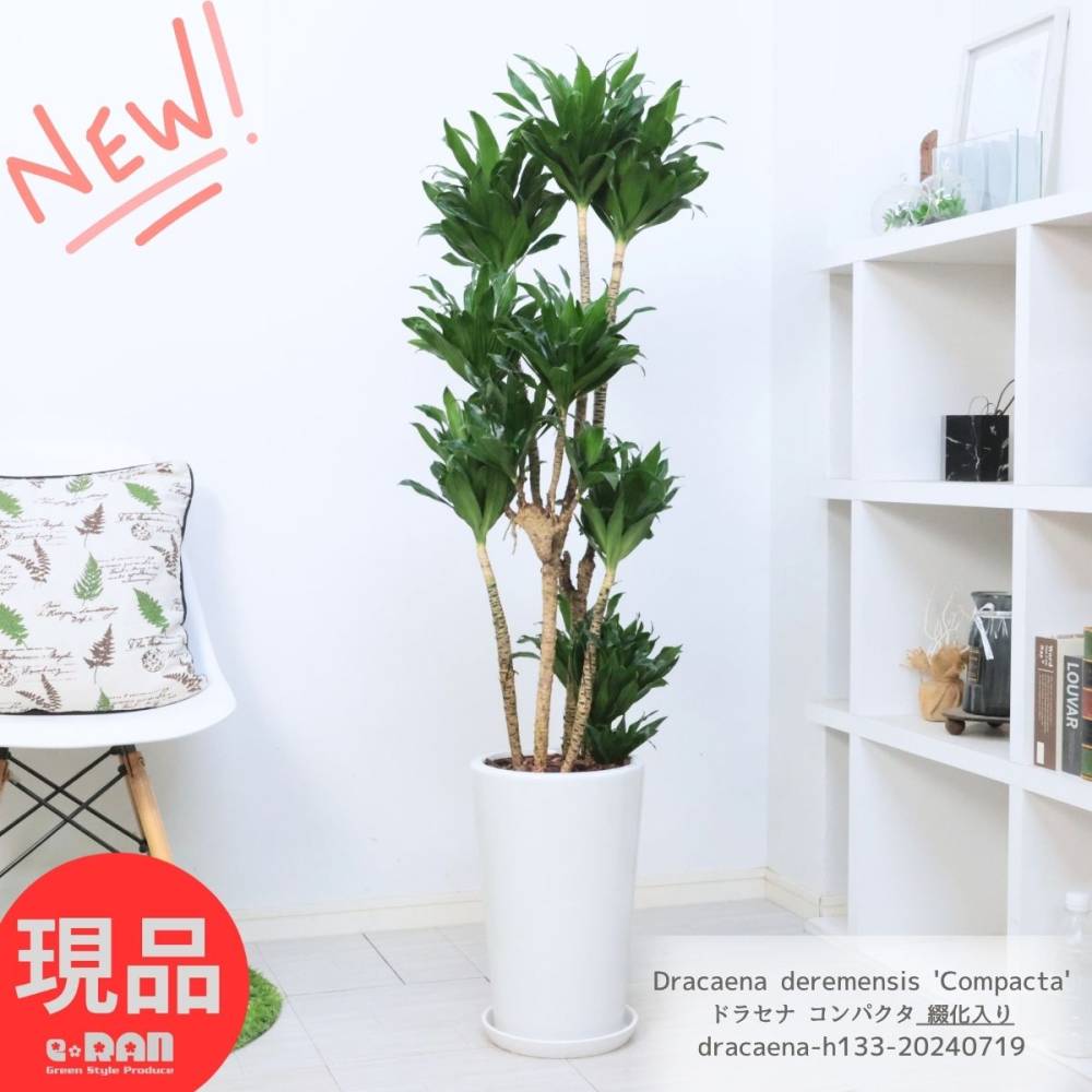 ���տ�ʪ �緿 �ֲ����� �ɥ饻�� ����ѥ��� �⤵��133cm ƫ��ȭ �� 9�極���� ��Ƥ䤹�� �ڸ���ȯ����