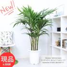 ���տ�ʪ ��ʪ �������䥷 �ۥ����� �٥��쥢�� ��Ω�� �⤵��140cm 10��ȭ �� �䥷���� Howea belmoreana �ڸ���ȯ����