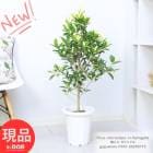 観葉植物 斑入り ガジュマル 8号鉢 高さ約101cm 希少幹のしっかりした実付き 流通の少ない フイリガジュマル 【現品発送】