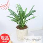 տʪ  饪ͥ ߥ奿ĥ ȥ饹 ⤵45cm åȥݥå 6極ڸȯ