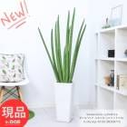 տʪ  󥹥٥ꥢ å(ɥꥫ) 2Ω ⤵133cm ƫȭ  դ 8極 ɥꥫڸȯ