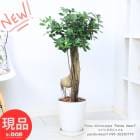 観葉植物 希少種 コパンダガジュマル 気根仕立 接木 高さ約96cm 8号鉢 多幸の木 極太 パンダガジュマル ドワーフ【現品発送】