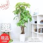 観葉植物 大型 ウンベラータ 高さ約168cm 幅約90cm 10号鉢 幹太 気根仕立 多幹 フィカス 人気 インテリアグリーン【現品発送】