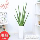 տʪ  󥹥٥ꥢ å(ɥꥫ) 2Ω ⤵108cm ƫȭ  դ 7極 ɥꥫڸȯ