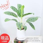 տʪ  饪ͥ ֥ꥢ ⤵53cm åۥ磻ƫȭ  5極 Ǯӿʪ  ڸȯ