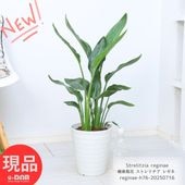 տʪ ˳Ļ ȥ 쥮 2 ⤵76cm 7ȭ  Х祦 ȥ° Strelitzia reginae 쥮ʥڸȯ