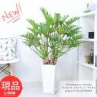 꺤ʴ夬 åХ 㥤 ʥɥ ⤵116cm ƫȭ 8極 տʪ 쥢 եǥɥڸȯ