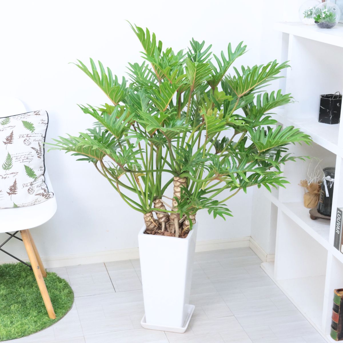 入手困難な幹上がり クッカバラ ジャイアント ザナドゥ 高さ約116cm