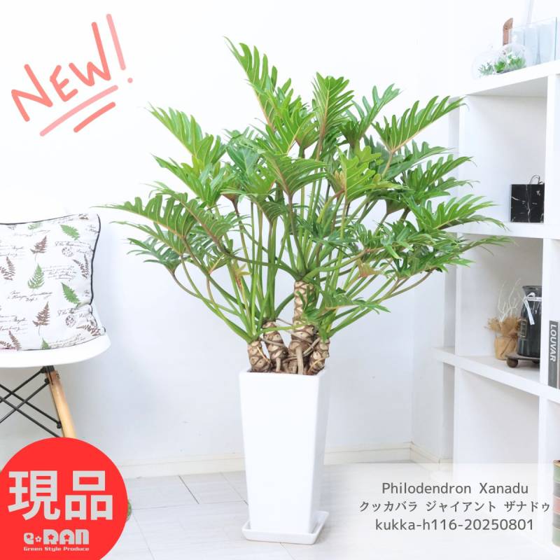 大株 フィロデンドロン ジャイアントザナドゥ クッカバラ 幹上がり 幹立ち 大株 フィロデンドロン ジャイアントザナドゥ クッカバラ 幹