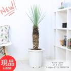   å ꥮ 12ȭ ⤵122cm 縩 տʪ 緿 Ѵ Yucca rigida ȭ Ͽ ڸȯ