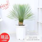  å ȥ顼 10ȭ ⤵83cm տʪ 緿 Ѵ Yucca rostrata ӥå٥ ȭ Ͽ ڸȯ