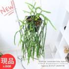 տʪ ߤ뤹 եڥ른 ̥եꥢ ϥ֥å 5ߤȭ  Huperzia 'nummulariifolia hybrid' ڸȯ