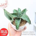 Ķ ҳդ 󥹥٥ꥢ 쥪ѥȥ ⤵21cm ƫȭ 4極 ¿ʪ  ޥץ쥼ȡڸȯ