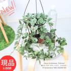 տʪ  ۥ ˥  ⡼ 5ߤȭ ĥĹ82cm Hoya krohniana 'Eskimo'  ڸȯ