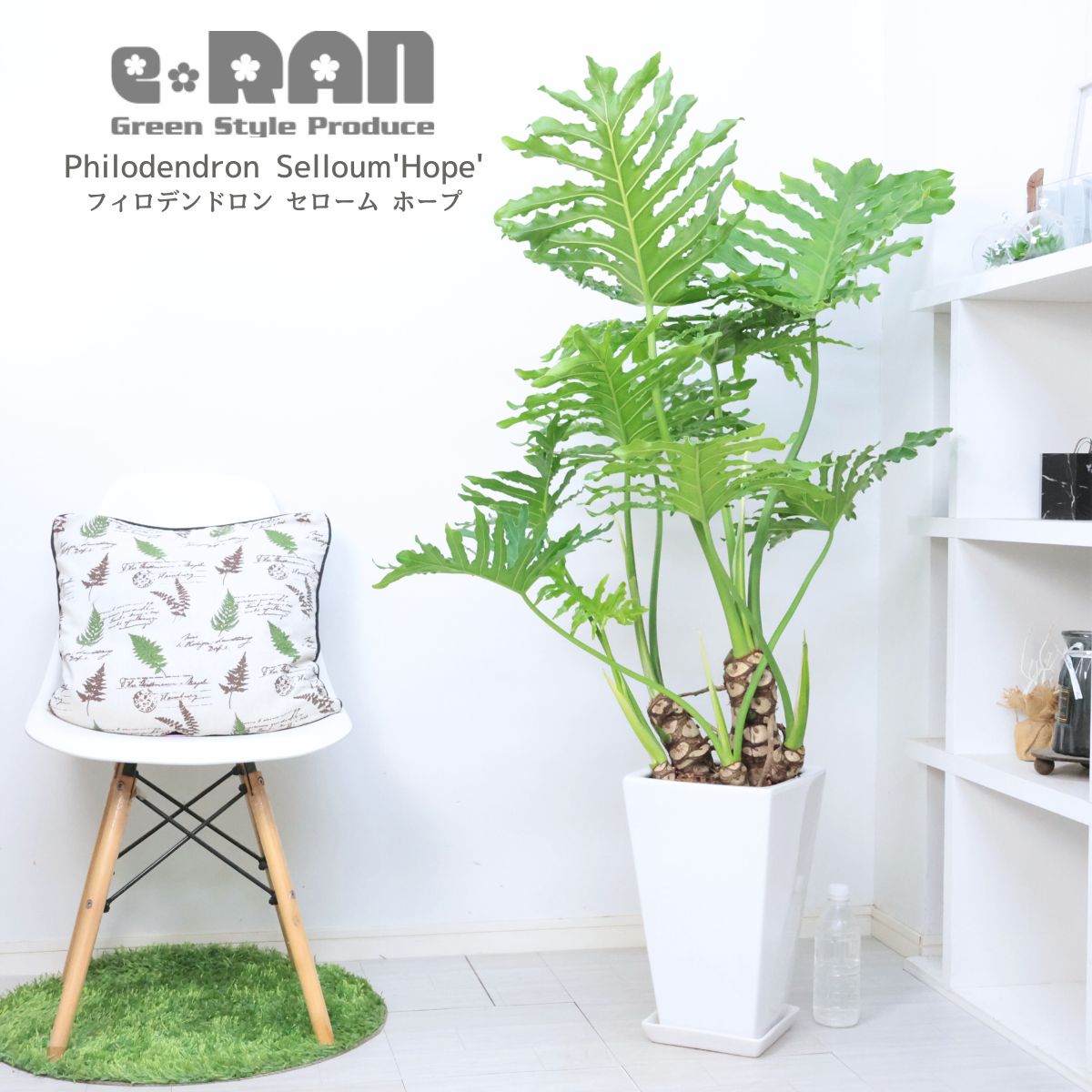 ①幹上がり8号鉢フェニックス高さ約120センチ ③特選品！高